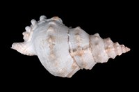 藏品(大白蛙螺)的圖片